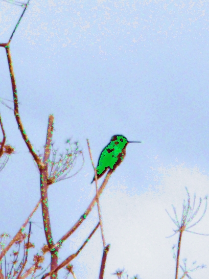 winter hummingbird